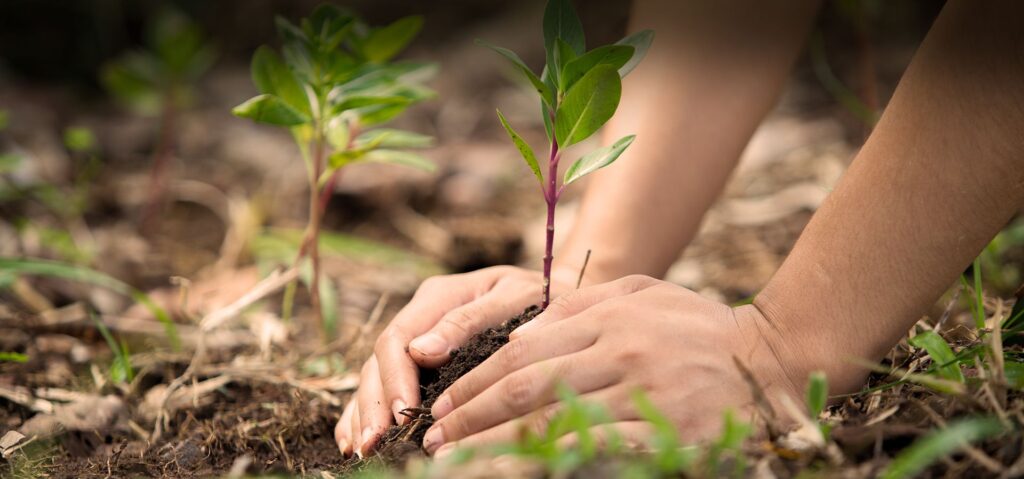 Hands planting a sapling in soil as part of Associated Alcohols & Breweries CSR environmental initiative